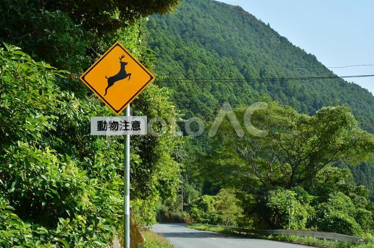 シカ飛び出し注意の看板 道路標識,シカ,鹿の写真素材