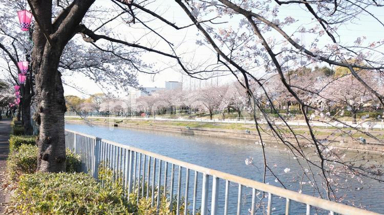 春咲く桜の荒子川 さくら,桜,櫻の写真素材