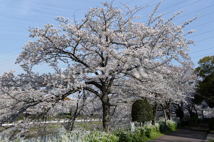 荒子川公園の桜 桜,荒子川公園,荒子川の写真素材