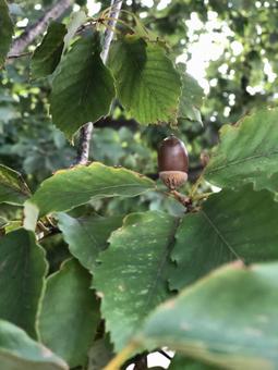 どんぐり どんぐりの写真