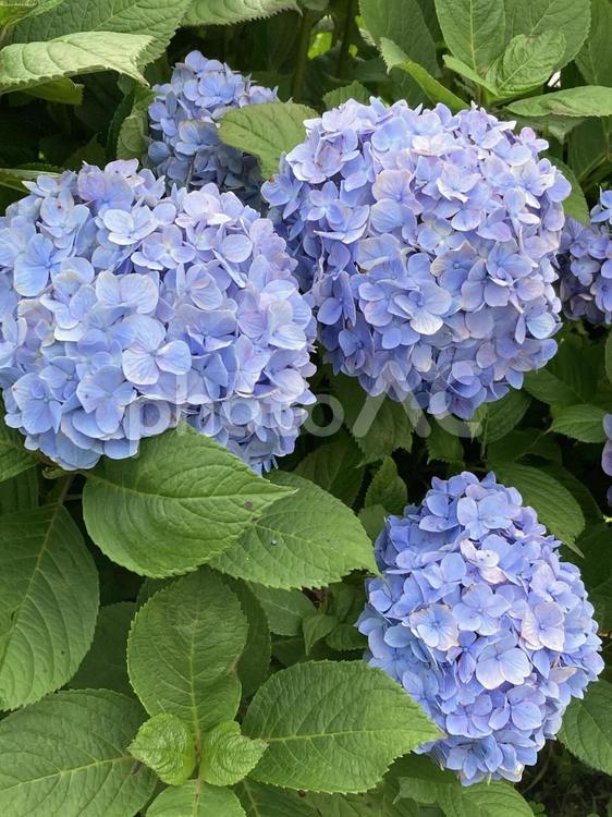 梅雨空に映えるアジサイの花 アジサイ,紫陽花,梅雨の写真素材