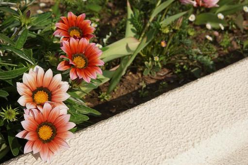 オレンジ色の花 オレンジ色の花の写真