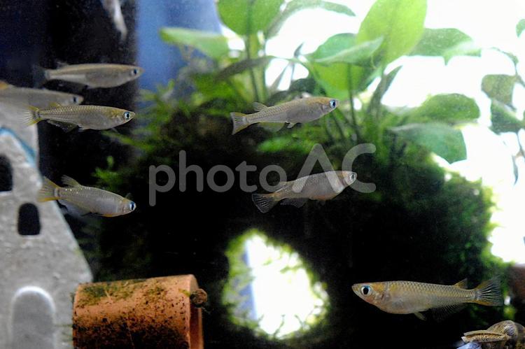 絶滅危惧種・野生メダカ メダカ,野生メダカ,ミナミメダカの写真素材