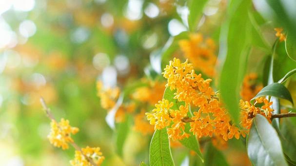 キンモクセイ-227の写真