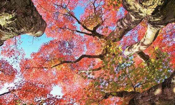 燃えるような鮮やかなもみじの紅葉 燃えるような鮮やかなもみじの紅葉 紅葉,もみじ,秋の写真素材