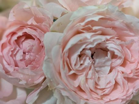 バラ 薔薇,バラ,花の写真素材