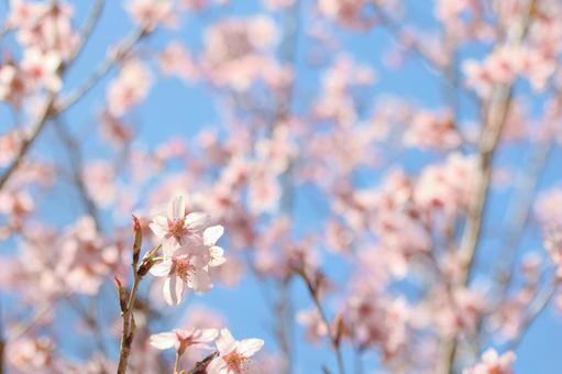 [素材] 桜の写真