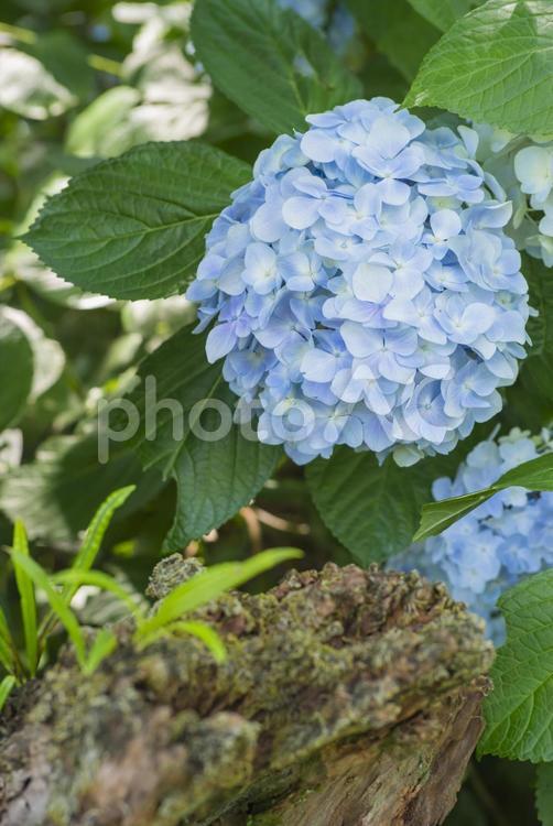 矢田寺のアジサイ 紫陽花,あじさい,花の写真素材