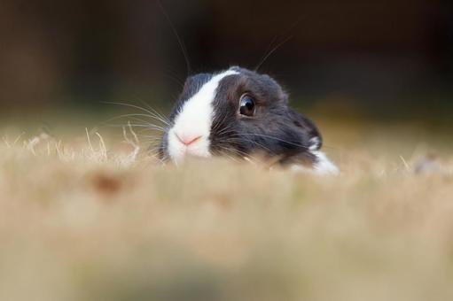 ペットの兎 ペットの兎の写真