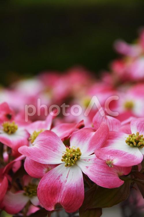 ハナミズキ（花水木） ハナミズキ,花水木,花の写真素材