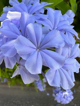 ルリマツリ ルリマツリ ルリマツリ,花,夏の写真素材