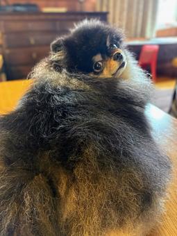 ふりかえる犬 ふりかえる犬の写真