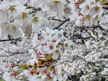 満開のソメイヨシノ桜 満開のソメイヨシノ桜の写真