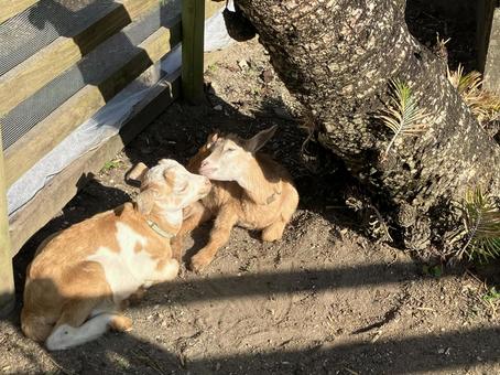 ヤギ 子供,動物,座るの写真素材