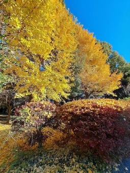 黄色く色付いたイチョウ 黄色く色付いたイチョウの写真