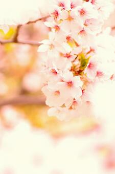 Somei Yoshino 63, cherry blossoms, sakura, yoshino cherry tree, JPG