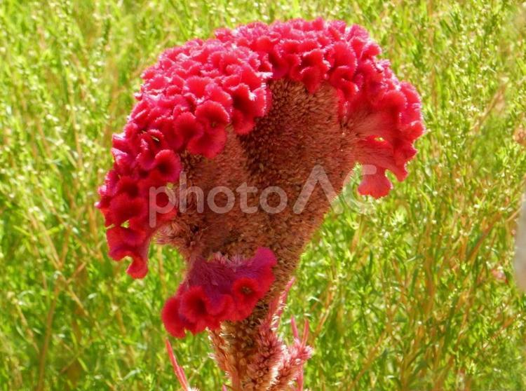【花の写真】赤いケイトウの花 ケイトウ,鶏頭,鶏冠の写真素材