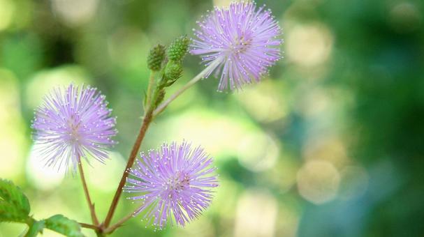 夏の花-320 夏の花-320の写真