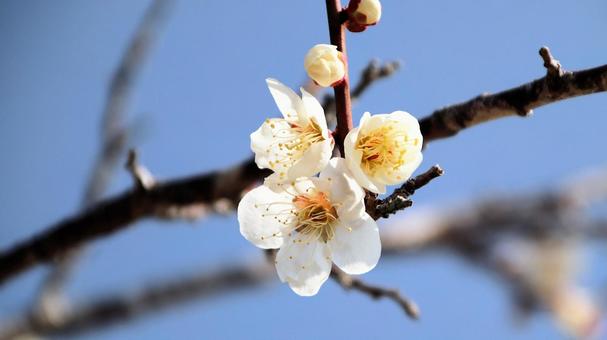 Photo, plum blossom, flower, plum garden, 