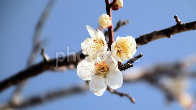 白糸自然公園の梅の花 梅の花,花,梅園の写真素材