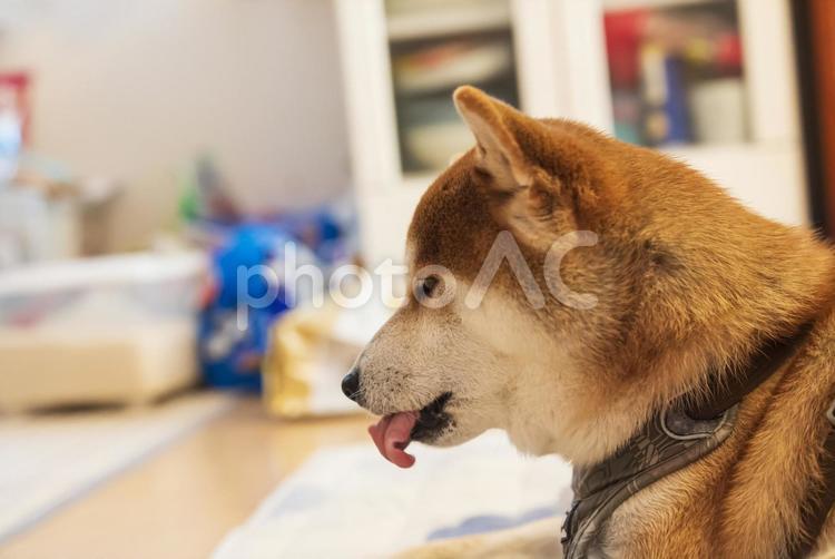 眠そうな表情で舌なめずりをする柴犬 柴犬,しばいぬ,日本犬の写真素材