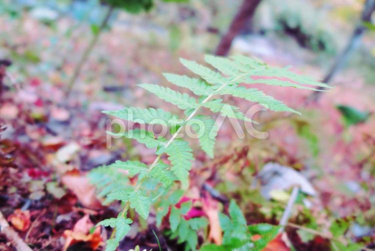 落ち葉の絨毯と草 落ち葉,紅葉,彩りの写真素材