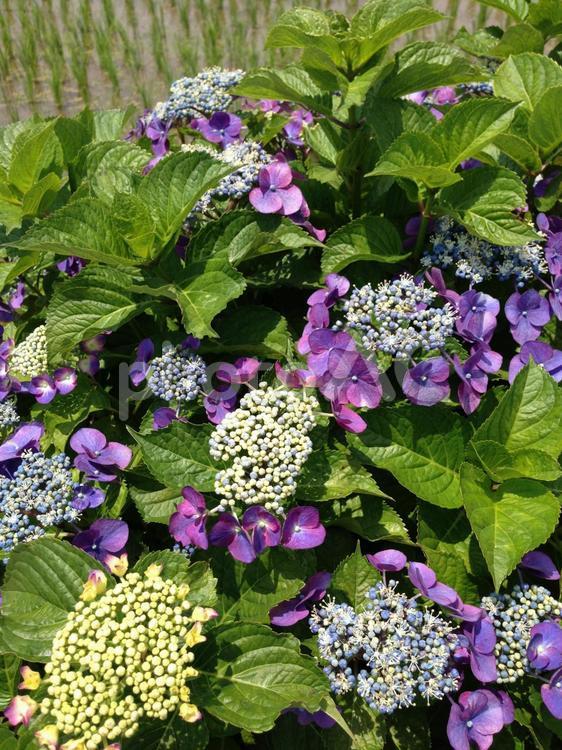 アジサイ あじさい,アジサイ,紫陽花の写真素材