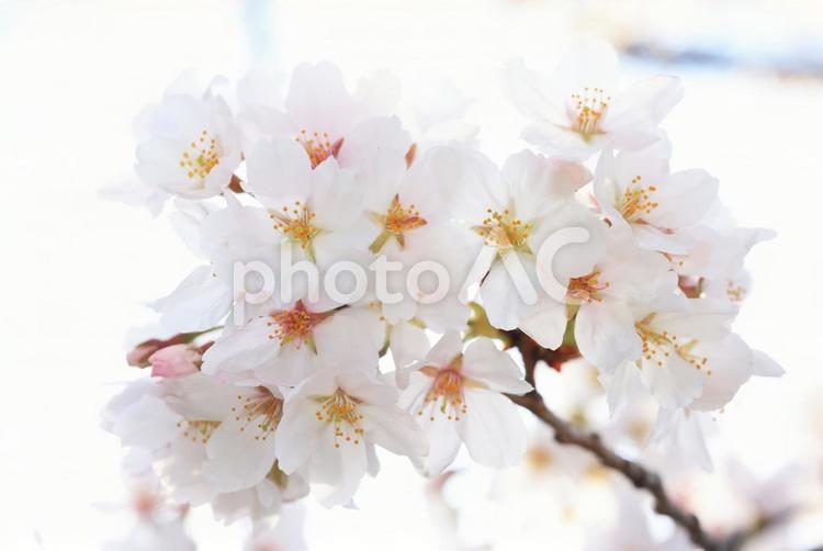 さくら　桜 桜,さくら,サクラの写真素材