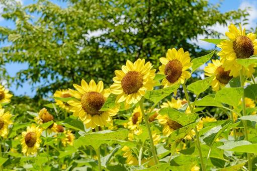 夏空の下で咲き誇るひまわり畑 夏空の下で咲き誇るひまわり畑の写真