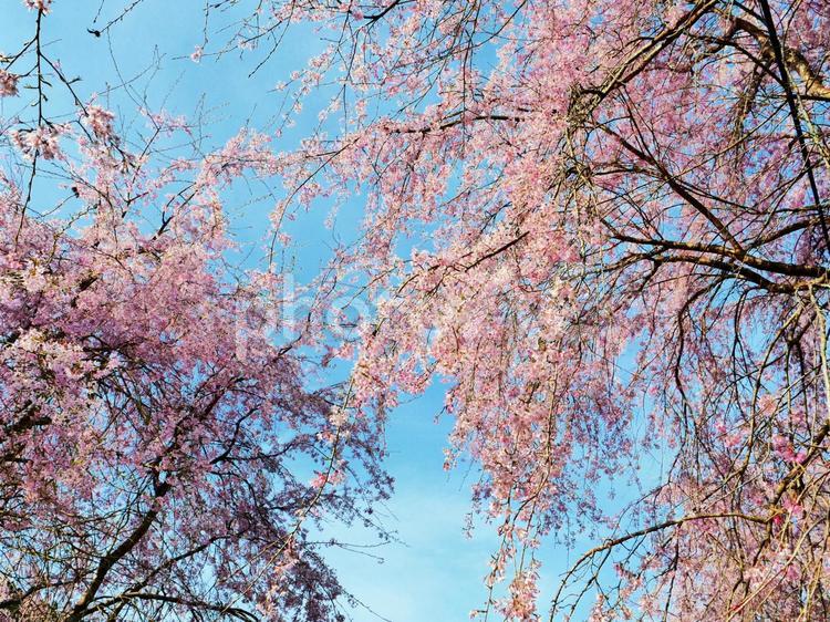 枝垂れ桜　綺麗 枝垂れ桜,綺麗,桜の写真素材