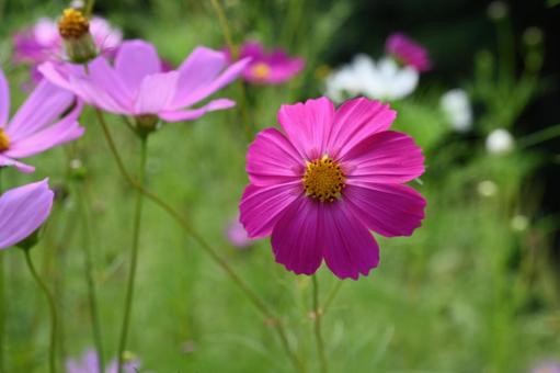 コスモス街道で撮ったコスモスの花 コスモス街道で撮ったコスモスの花の写真