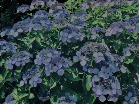 紫陽花,鎌倉, 紫陽花,鎌倉, 紫陽花,鎌倉,アジサイの写真素材