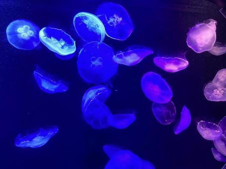 クラゲ クラゲ クラゲ,水族館,水槽の写真素材