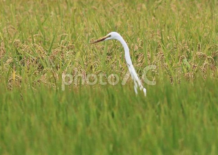 田んぼの中から顔を出すシラサギ シラサギ,白鷺,野鳥の写真素材