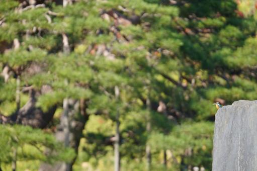 カワセミ カワセミ,翡翠,池の写真素材