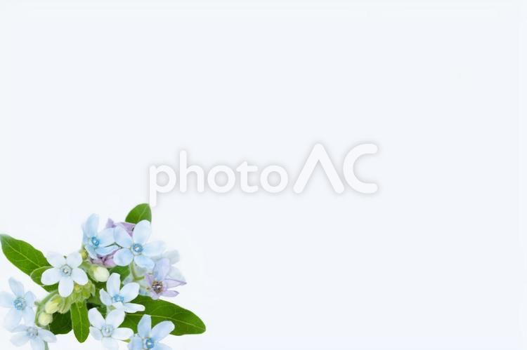 ブルースターの青い花の背景素材　白背景 ブルースター,青い花,コピースペースの写真素材
