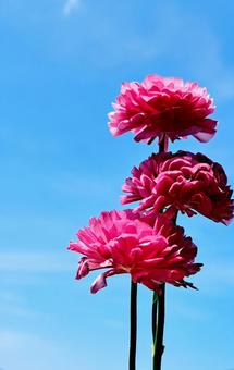 Ranunculus flowers and blue sky, JPG Ranunculus flowers and blue sky, JPG