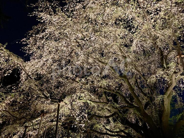 ライトアップされた枝垂桜④ 六義園,夜,夜桜の写真素材