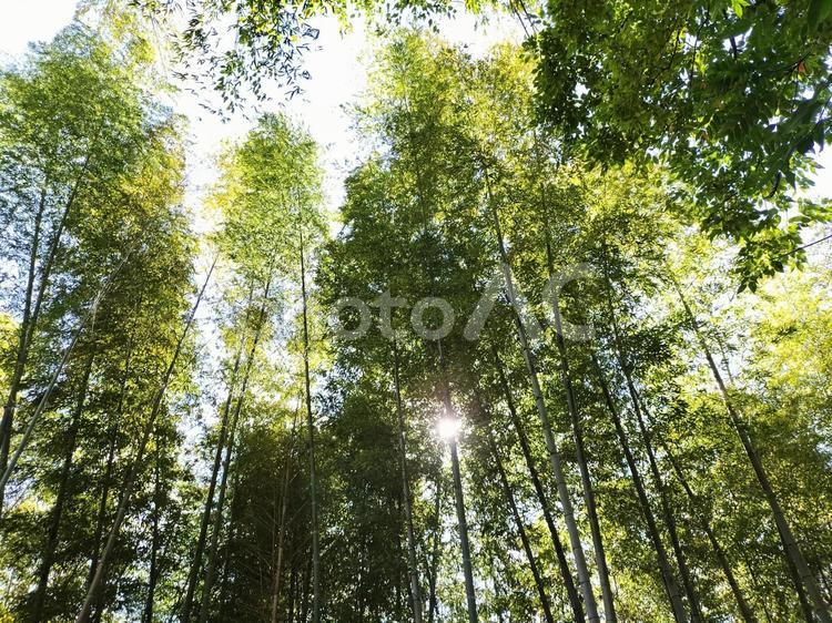 竹林からの朝日 竹,朝日,さわやかの写真素材