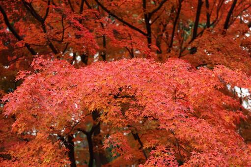 満開の紅葉 秋,赤,11月の写真素材