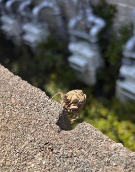 Cicada shell, JPG
