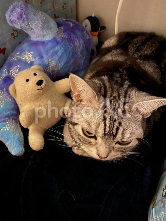 ぬいぐるみと猫 ねこ,ねこちゃん,アメショの写真素材