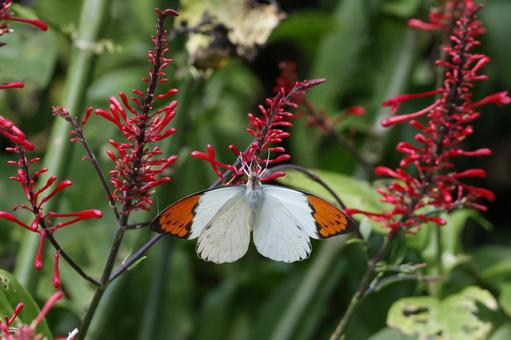 吸蜜するツマベニチョウ　やんばるの森 ツマベニチョウ,バタフライ,蝶の写真素材