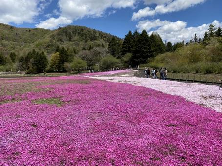 芝桜 芝桜の写真