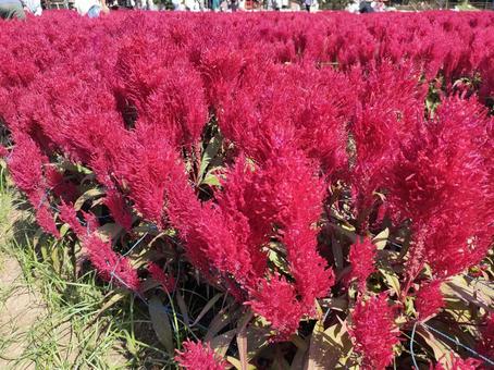 ケイトウ 花,花畑,ケイトウの写真素材