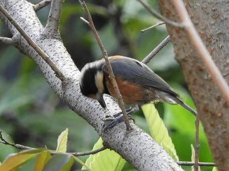 ヤマガラ ヤマガラ ヤマガラ,野鳥,小鳥の写真素材