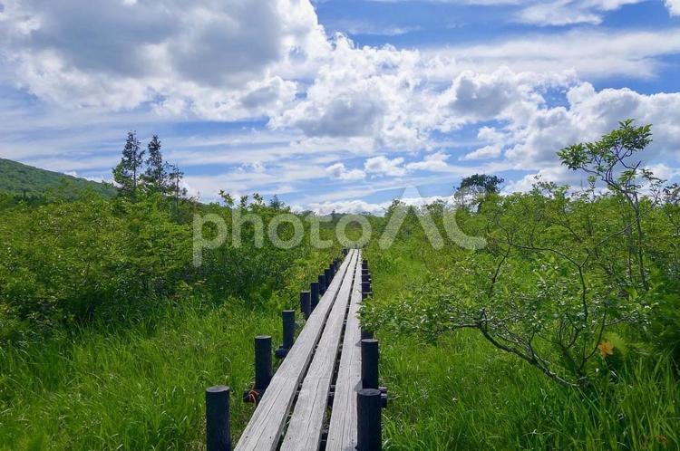 世界谷地原生花園の広大な風景 世界谷地原生花園,栗原市,宮城県の写真素材