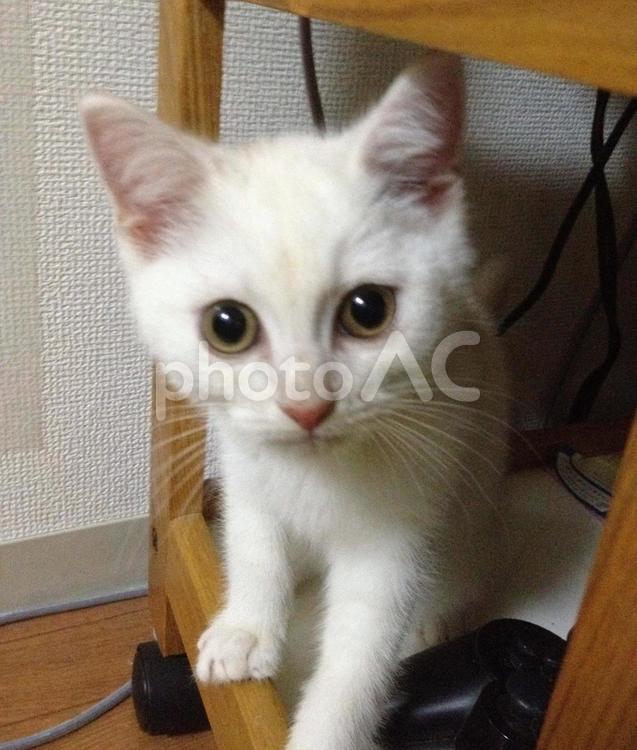 ねこ ねこ,猫,子猫の写真素材