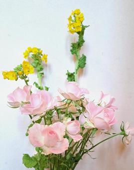 ローズと菜の花 ローズと菜の花の写真