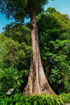 【シンガポール】植物園オーキッドガーデン ナショナル,オーキッドガーデン,ガーデンの写真素材